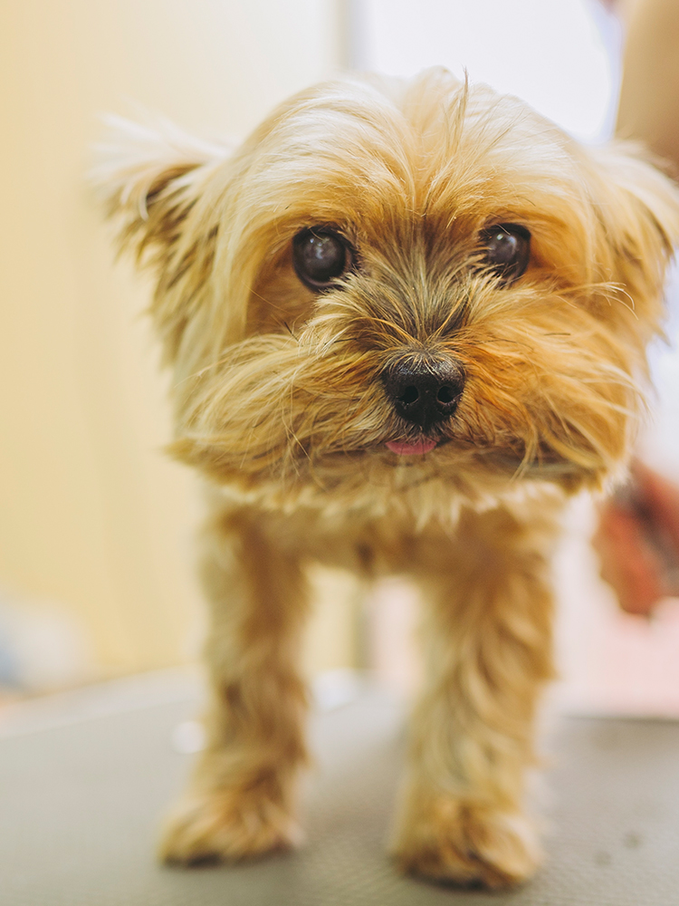 Dog Salon Iro｜大阪府八尾市中田にあるトリミングサロン